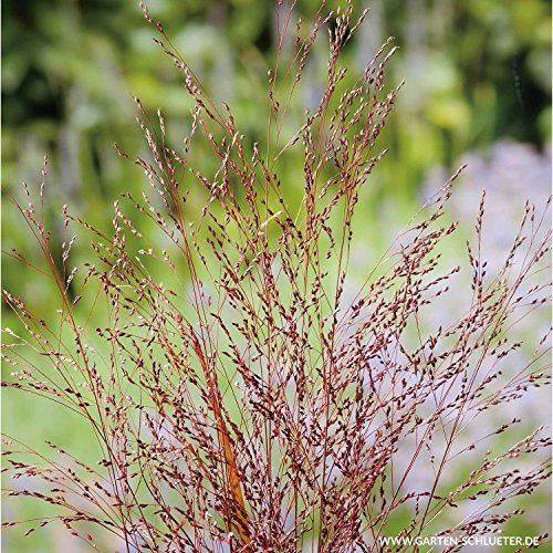 Garten-Ruten-Hirse 'Squaw' - Panicum virgatum 'Squaw' - Im 3 Liter Container
