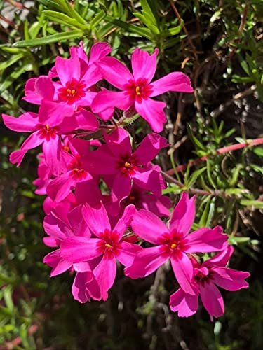 Phlox Subulata Wild Pink Moss Phlox 30 Seeds Easy to Seasons, Meaningful Gift.
