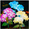 DooYard Solar Garden Lights - 3 Pack Solar Lights Outdoor, Colorful Lights,Hydrangea Flower Lights for Yard Decor, Garden Decoration, Two Lightning Modes & Enlarged Solar Panel