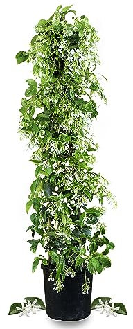 Meine Orangerie Toskanischer Sternjasmin - wunderschöner winterharter Jasmin - weiss blühende duftende Rankpflanze - winterharte Kletterpflanze immergrün - Jasmin Pflanze duftend winterhart (Ø 22cm)