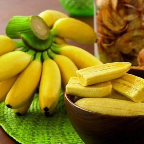 200 Stück Zwerg-Bananenbaum-Samen, Mini-Bonsai-Frucht, Hausgarten, Büro, Pflanzendekoration, Kakteen- und Sukkulentensamen, Getreidesamen, Farnsamen, Blumensamen, Obstsamen, Grassamen Bananensamen