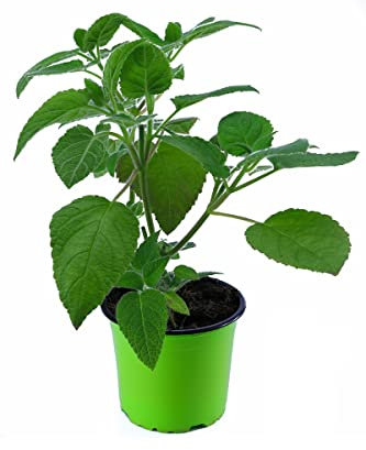 Frucht Salbei Pflanze, frische Kräuter Pflanze, SALVIA DORISIANA
