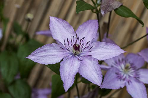 Clematis Hybride 'Hagley Hybrid' 40-60 cm - Waldrebe, rosa Blüten, Blütezeit Juni-September, ideal für Rankgerüste, pflegeleicht und winterhart