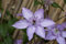 Clematis Hybride 'Hagley Hybrid' 40-60 cm - Waldrebe, rosa Blüten, Blütezeit Juni-September, ideal für Rankgerüste, pflegeleicht und winterhart