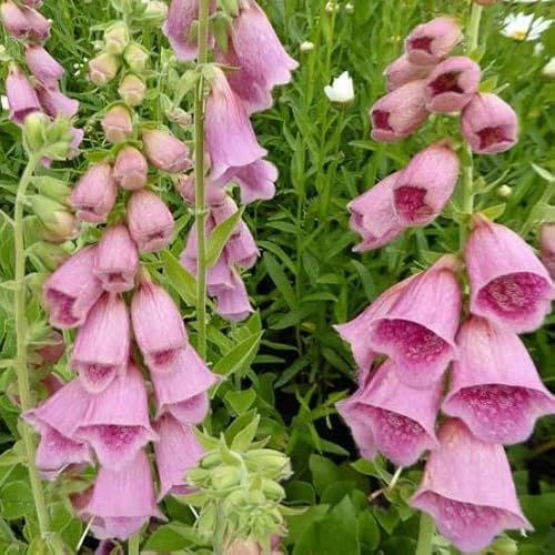 6x Fingerhut 'Mertonensis' - Digitalis ‘Mertonensis’ - Kleincontainer 9x9cm