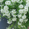 100 pcs Steinkraut mehrjährig winterhart samen bonsai samen hochbeete für garten blumensamen mehrjährig winterhart seeds for planting zimmerpflanzen blumen deko pflanzentopf wildblumensamen