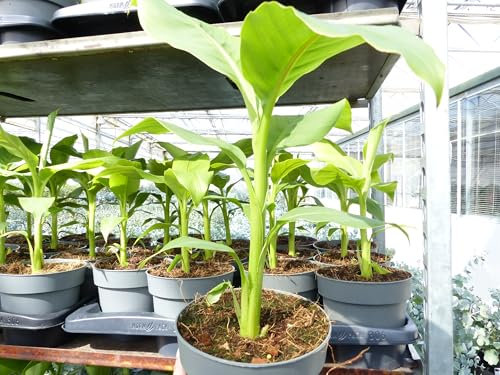 gruenwaren jakubik Bananenstaude Musa Basjoo 60-80 cm winterhart Staude japanische Faserbanane
