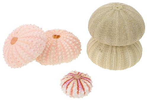 DOITOOL 5 Stück Natürliche Seeigelschalen Pflanztöpfe aus Seeigel für Luftpflanzen Balkon Dekoration Aquarium Deko Kleine Pflanzen Deko