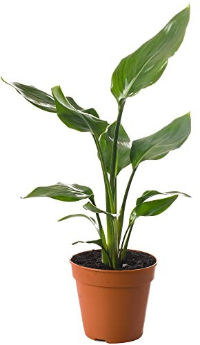 Plante d'intérieur Strelitzia Nicolai, grande et réelle, à feuillage persistant, exotique et élancée. vert