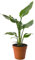 Plante d'intérieur Strelitzia Nicolai, grande et réelle, à feuillage persistant, exotique et élancée. vert