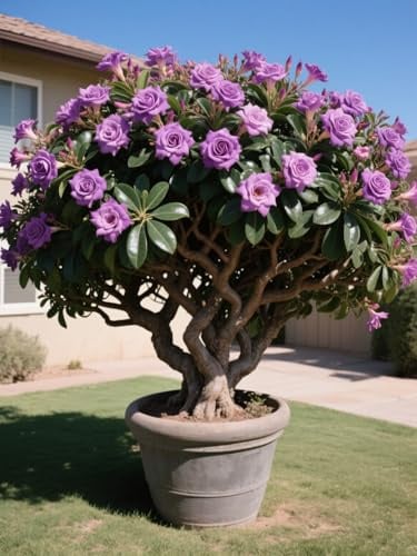 Tubérculos de rosa del desierto/Rosa del desierto perenne y resistente/Decoración de jardín/Tolerante a la sequía-1 Rizoma-C