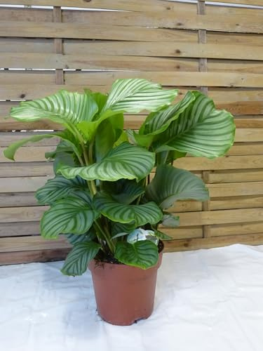 [Palmenlager] XXL Calathea orbifolia 70/80 cm - Topf 24 cm Ø - Korbmarante - außergewöhnliche Zimmerpflanze