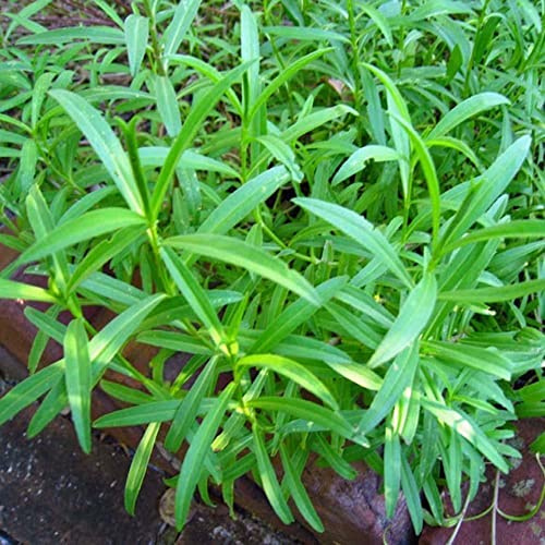 Russian Tarragon Herb Seeds - 100 Count Seed Pack - Non-GMO - A Leafy Green herb widely Used in French Cuisine. Makes a Wonderful Addition to Any herb Garden. - Country Creek LLC