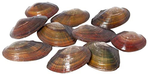 Teichmuschel für den Gartenteich + 1 x NH ToxEx Ball - schwebe Algen vernichter/Algenkiller/Biofilter für Teich, Menge:30 STK.