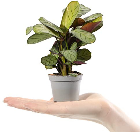 Baby Prayer Plant - Maranta Leuconeura Amabilis Mint Small Indoor Houseplant in 6cm Pot | Mini Plant with Patterned Foliage | for Home and Office | Grow Your Own Baby Plants