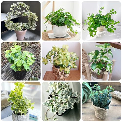 200 pcs efeu samen winterhart, blumensamen als gastgeschenk, winterharte pflanzen efeu echte pflanze - Hedera helix - blumen balkon, winterharte pflanzen für garten kräuter samen,