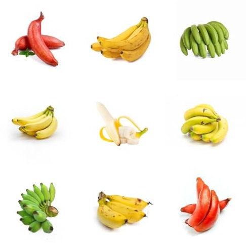 50 pcs winterharte bananensamen, bananenbaum, seed, pflanzen balkon bananenpflanze samen - Musa nana - säulenobst winterhart, samen winterharte stauden, pflanzen für garten obstsamen