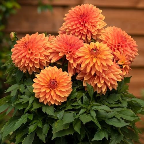 Dahlia Dalina Maxi Apricot - Eye-Catching Bright Orange Pompon Garden Flowers Ready to Plant - Flowering Summer Plants Garden Ready for Beds, Borders, and Pots - Dahlia Plants (9cm Pot, 10-20cm)