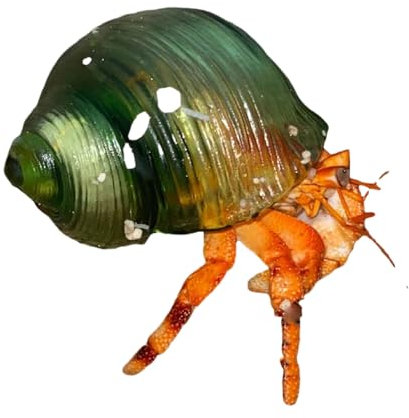 COYOUCO Hermit Crab Shell - Conque en Cristal Transparent, Verre De Résine d'impression 3D, pour Bernard-L'Ermite,C