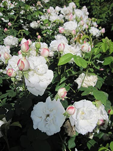 Rosa Mme Plantier - Strauchrose Mme Plantier - Historische Rose