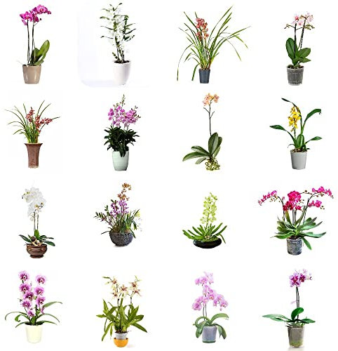 Orquideas Naturales Semillas De Flores (Cymbidium) - 100% Naturales Y Aromaticas - Ideal Para Jardines Y Decoración De Interiores Orquídeas Naturales Raras - 200 Piezas