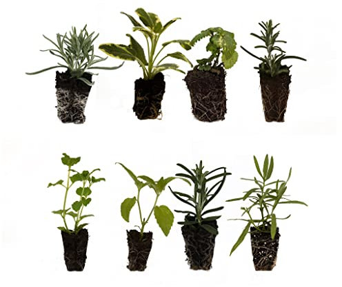 8 Garden herb Plug Plants. Mixed Collection of herb Plants Ideal for a herb Planter, herb Garden or Indoor herb Plant pots. All Individually Labelled. Grow Your own herb Garden.