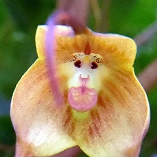 Haloppe 50 Stück Affengesicht Orchideen Blumen Pflanzen Samen für Hausgarten Pflanzen, Orchideensamen Affengesicht Blütenblätter Pflanzen Seltene Topfblumensamen für den Garten 50 Stück