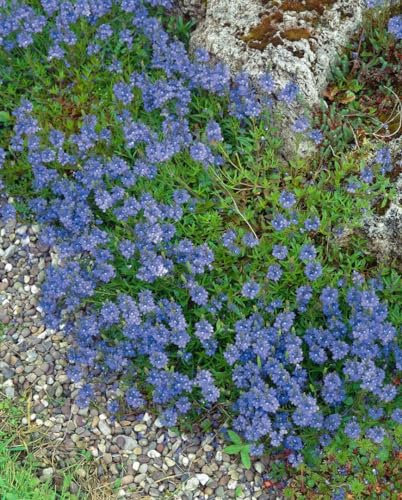 Veronica repens ca. 9x9 cm Topf - Teppich-Ehrenpreis, grüne Blätter, ideal als Bodendecker, pflegeleicht, winterhart, bienenfreundlich