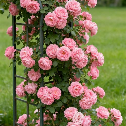 Rizomi di rosa, piantare rose, rose a radice nuda, ideali per la decorazione, ideali per da giardino, Crescita rapida-1 Rizoma-D