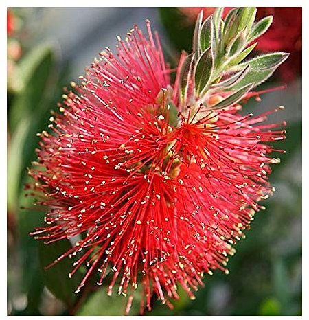 Callistemon citrinus - Zylinderputzer - 100 Samen