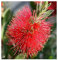 Callistemon citrinus - Zylinderputzer - 100 Samen