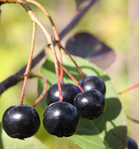 Apfelbeere Aron 100-125cm - Aronia melanocarpa - Gartenpflanze