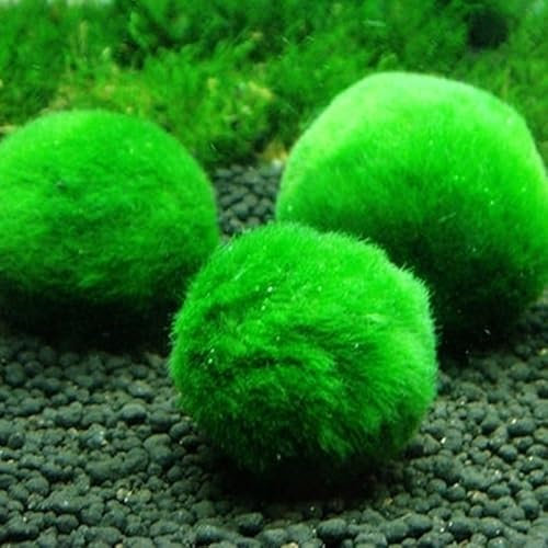 Lot de 3 Boules de Cladophora pour Aquarium d'Eau Douce