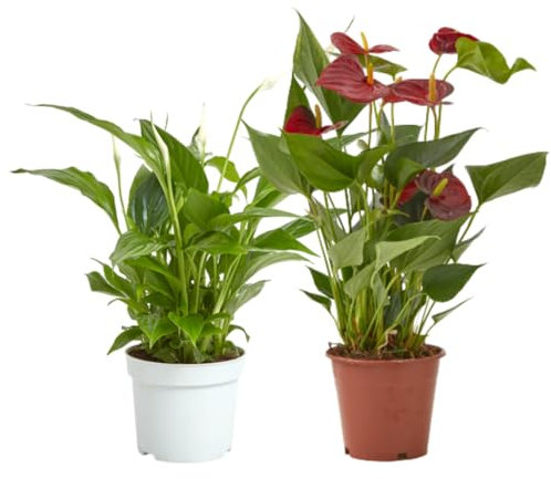 Verdecora Pack de Spathiphyllum y Anthurium Rojo maceta Ø12cm | Plantas naturales de Interior | Elegancia Verde y Flores Exóticas | Purificadoras de Aire y de Fácil Cuidado