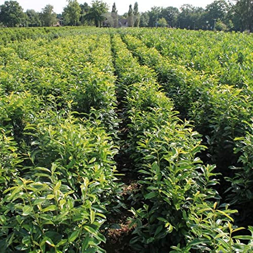 Gardline - Kirschlorbeer Genolia 100-120 cm IM TOPF. 3-200 Pflanzen. Kirschlorbeer Hecke - 4 St. (ca. 1,5 Meter)