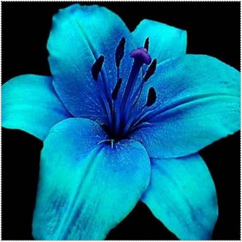 Lily Bulbs, Ornamental Flowers, Garden Bulbs, Rare Tree Species, Elegant Lily Bulbs for Planting or Wedding, Lily Bulbs, Hardy Lily Bulbs -10 Bulbs