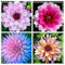Dahlien Knollen Winterhart Dahlien Knollen GroßBlumig ，Winterhart Mix Dahlienknollen， Dahlia Bulbs， Dahlien Zwiebeln Winterhart Dahlien Zwiebeln Knollen-6 Knollen