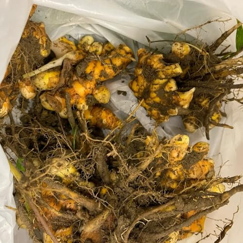 200 pz semi di curcuma per piantare - Pianta erbe, semi fiori da giardino, piante da giardino giardino delle erbe, aiuola rialzata Giardino di erbe aromatiche da interno, piante esotiche