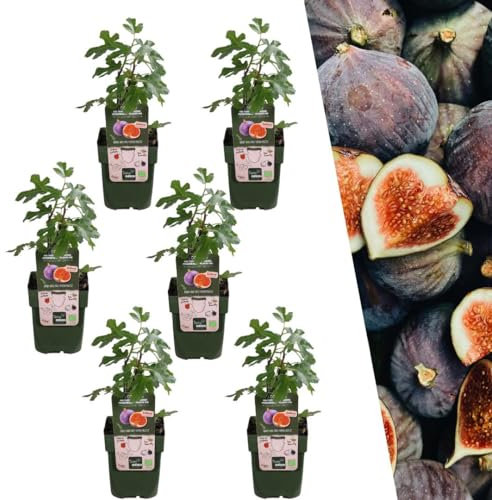 Bio-Feigenbaum, 6 Stück