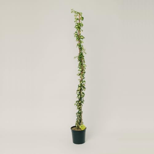 PLANTI' PIANTA VERA EDERA | Hedera | Piante ornamentali sempreverdi, rampicanti adatte a muro, griglie e struttura a rete in legno1 (Oro di Bogliasco)