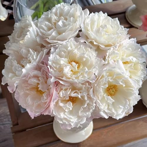 Tallo de rosa resistente - semillas semillas de plantas plantas decorativas exóticas flores jardín en maceta árbol ornamental resistente exterior jardín planta maceta flores rosal 85pcs