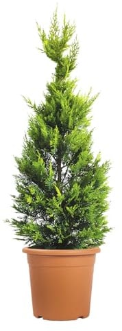 KENTIS - Cupressocyparis Leylandii Gold Rider - Cipresso di Leyland - Piante Vere da Esterno Sempreverdi - Siepe Giardino - H 100/120 cm Vaso Ø 24 cm