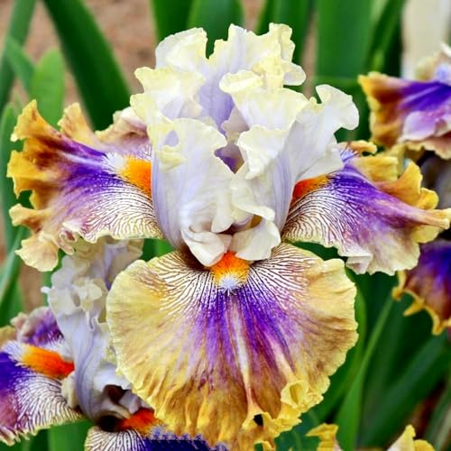 Iris Schwertlilie – Klassische Iris, perfekt für Gartengestaltung, unkompliziert zu halten-4 Wurzeln -A