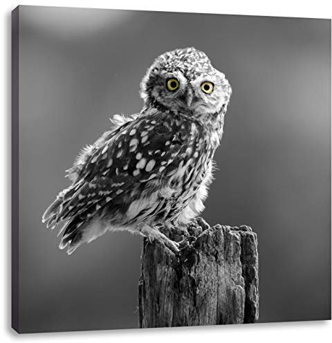 Pixxprint lustige Eule auf Baumstumpf schwarz, weiß, Größe: 70x70, Leinwandbild Quadratisch, Wandbild, Kunstdruck, fertig bespannt