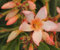 Oleandro Rosa Salmone “Nerium Oleander”, Pianta in Vaso ø18 cm, Oleandro a cespuglio, Vivaio di Castelletto