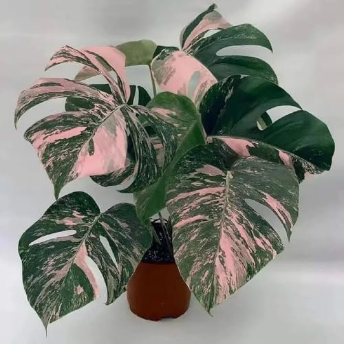 150 piezas semillas de monstera jardín de plantas planta de balcón plantas herbarias plantas decorativas plantas de jardin de jardín de hierbas semillas de hierbas, plantas