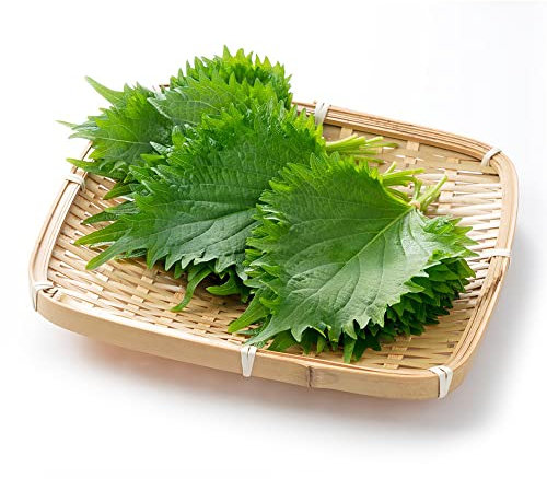 Semi Di Shiso Verde - Perilla Frutescens - Erbe Aromatiche Semi Che Crescono In Giardino E Balcone Semi 500 Pezzi