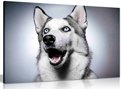 Siberian Husky Dog Canvas Wall Art Picture Print (24x16in)