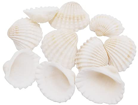 100 Stück natürliche Muscheln kleine weiße Muscheln Bulk für Heimdekorationen Strand Thema Party Kerzenherstellung Dekor Aquarium Vasenfüller Handwerk DIY