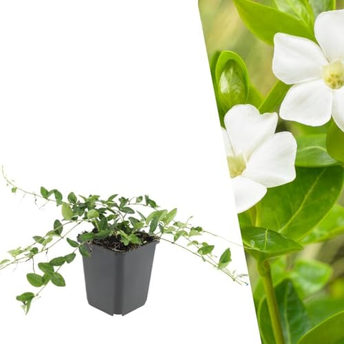 Plants by Frank Vinca Minor Alba, 60x Weißes Immergrün Pflanzen, Ø 9 cm | Immergrün Pflanzen mit Weiße Blütenfarbe, Bodendecker Winterhart Mehrjährig, Halbstrauch, Stauden, Topf 9 cm, Höhe: 15 cm